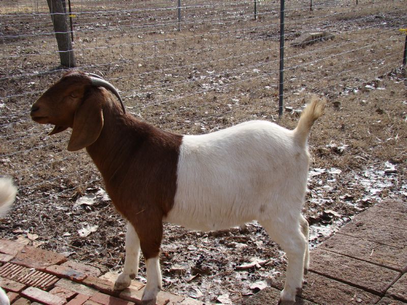 #53R - Previously Sold Goat Doe